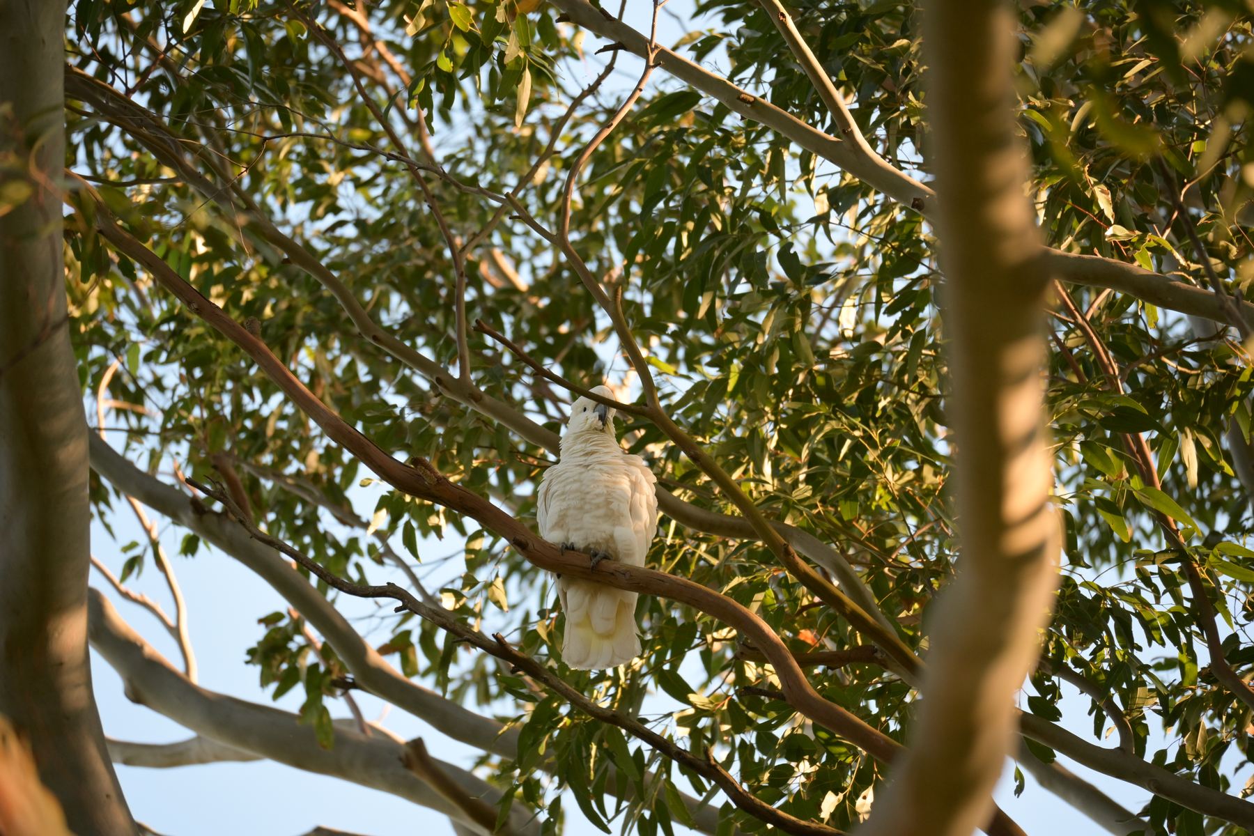 Cacatoes a huppe soufre dans un eucalyptus