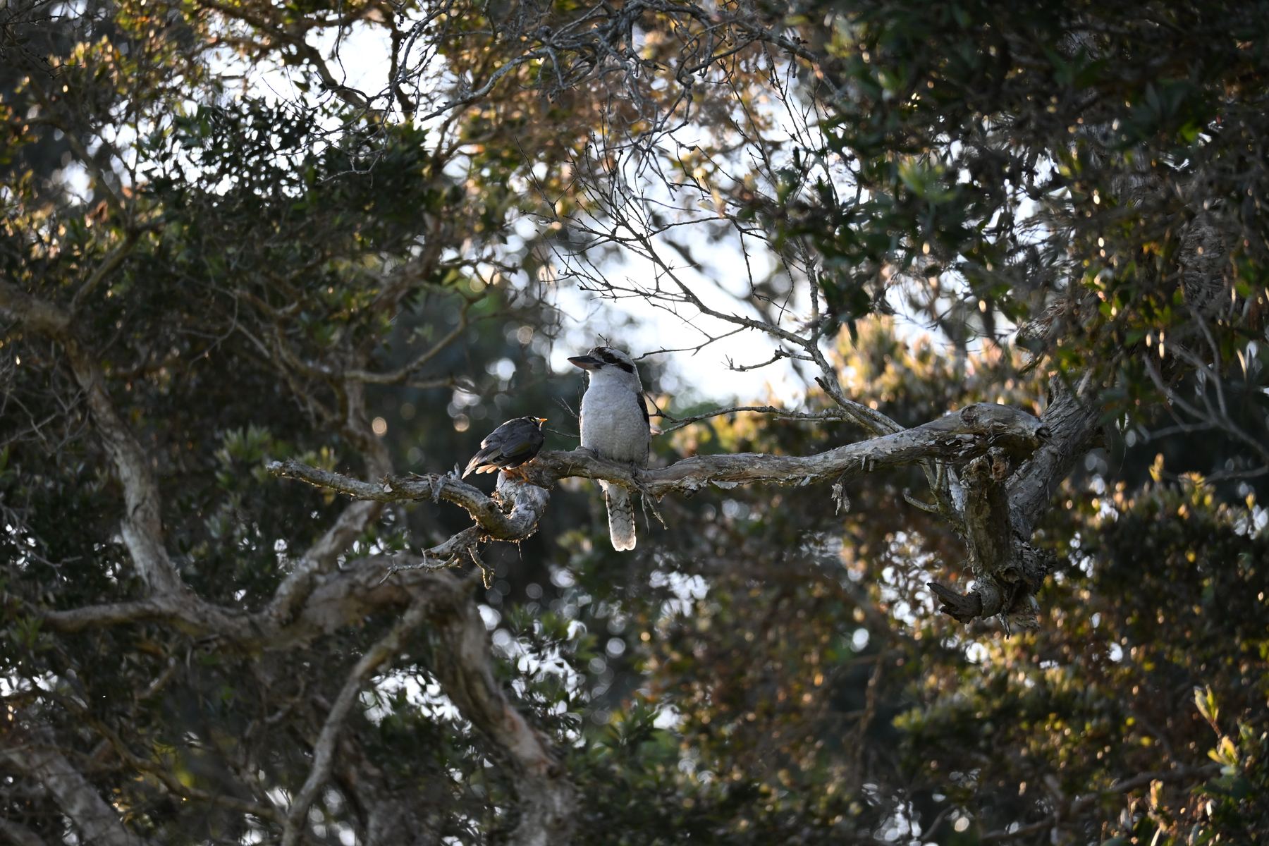 Kookaburra sur une branche