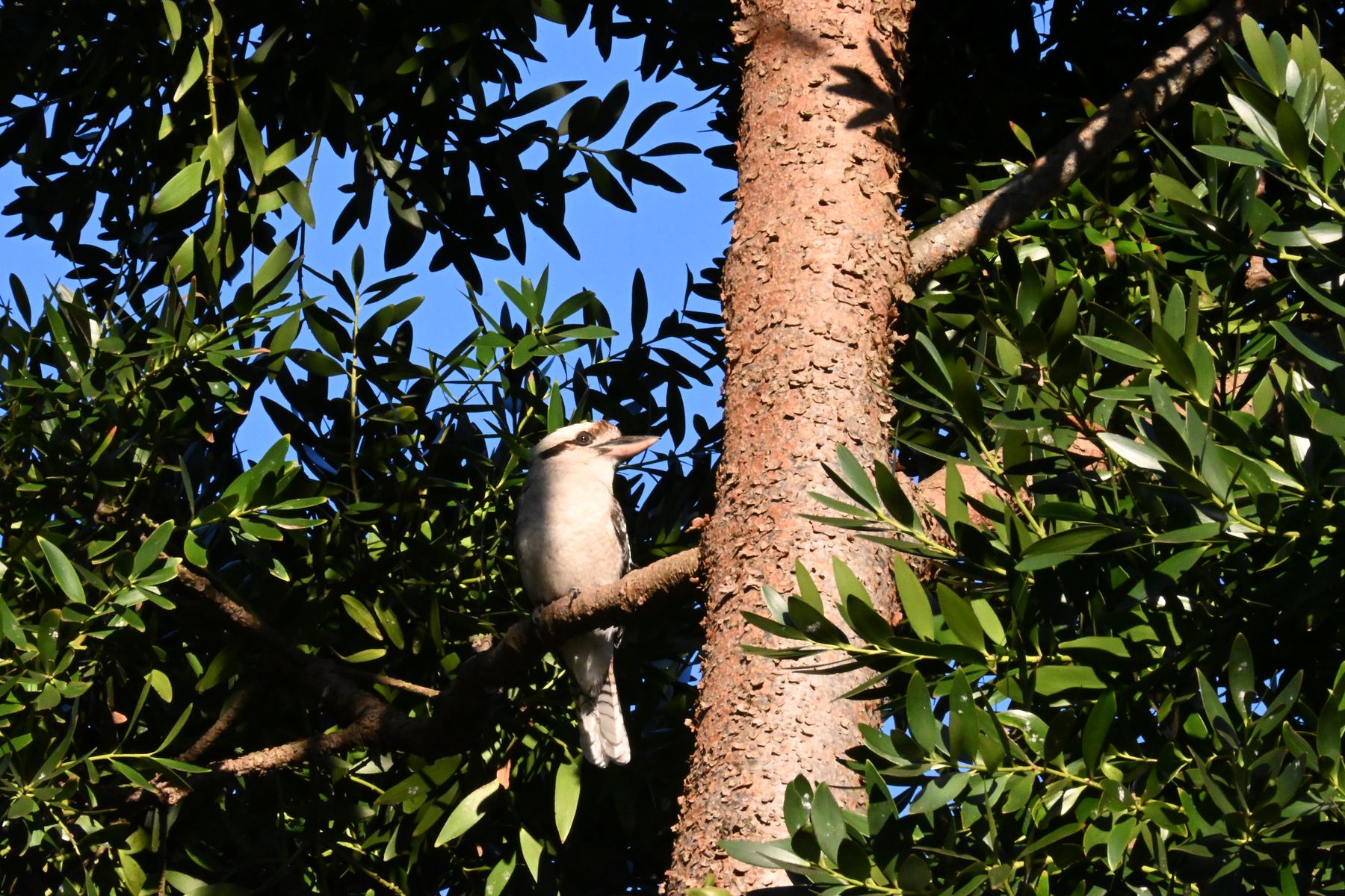 Kookaburra perche pres d'un tronc d'arbre