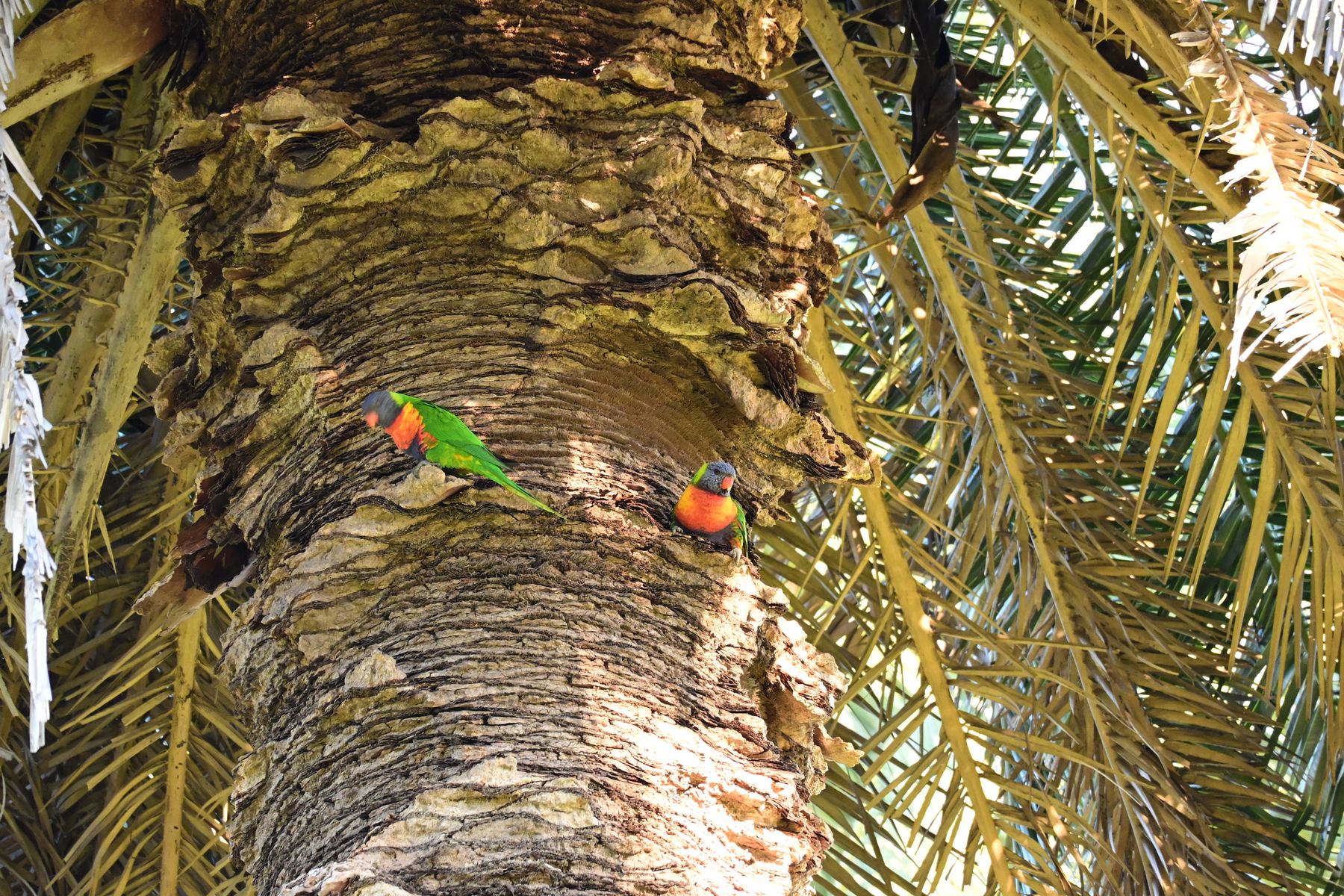 Deux loriquets arc-en-ciel sur un tronc de palmier